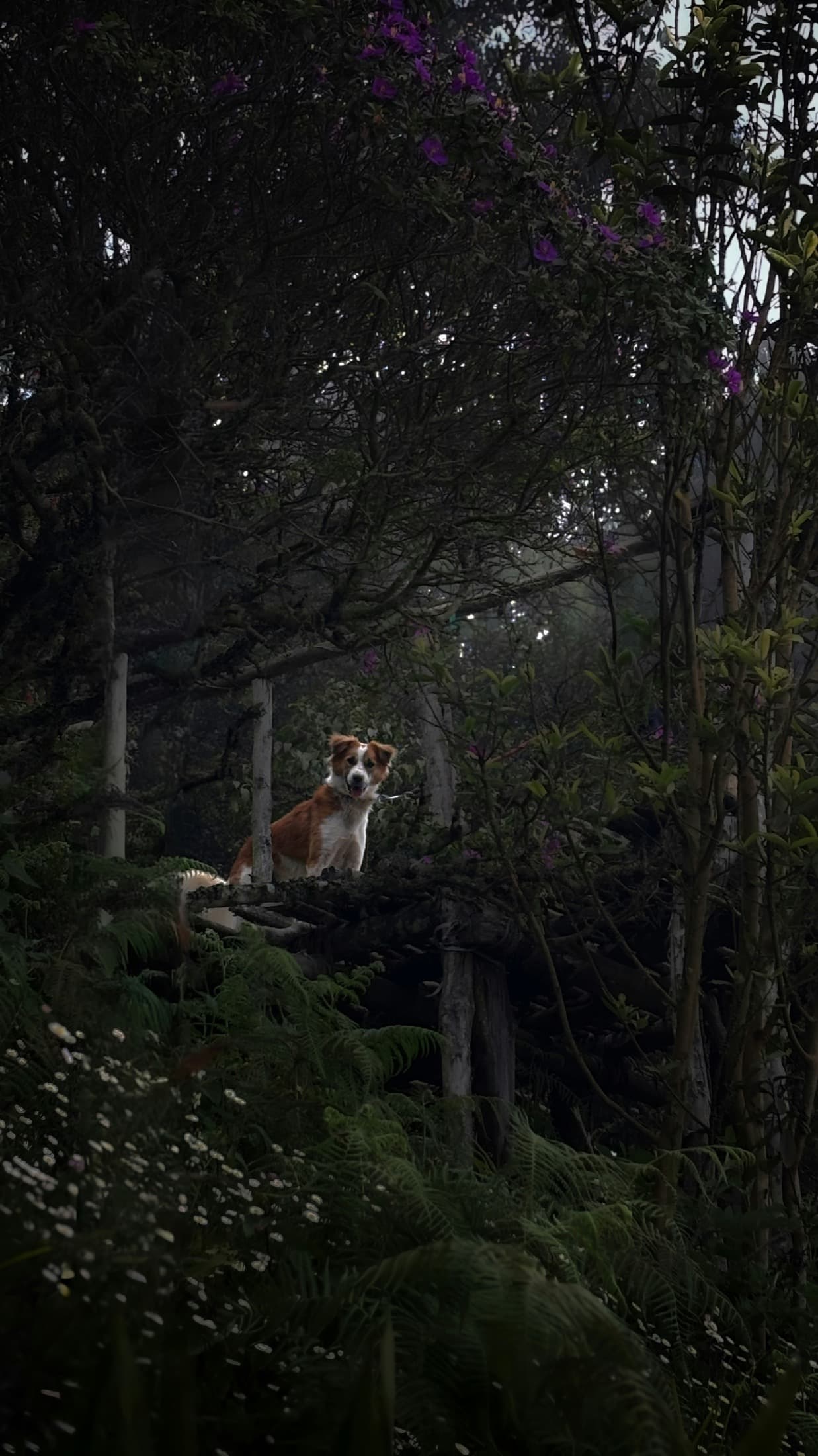 En hund som sitter lugnt i en dimmig skog