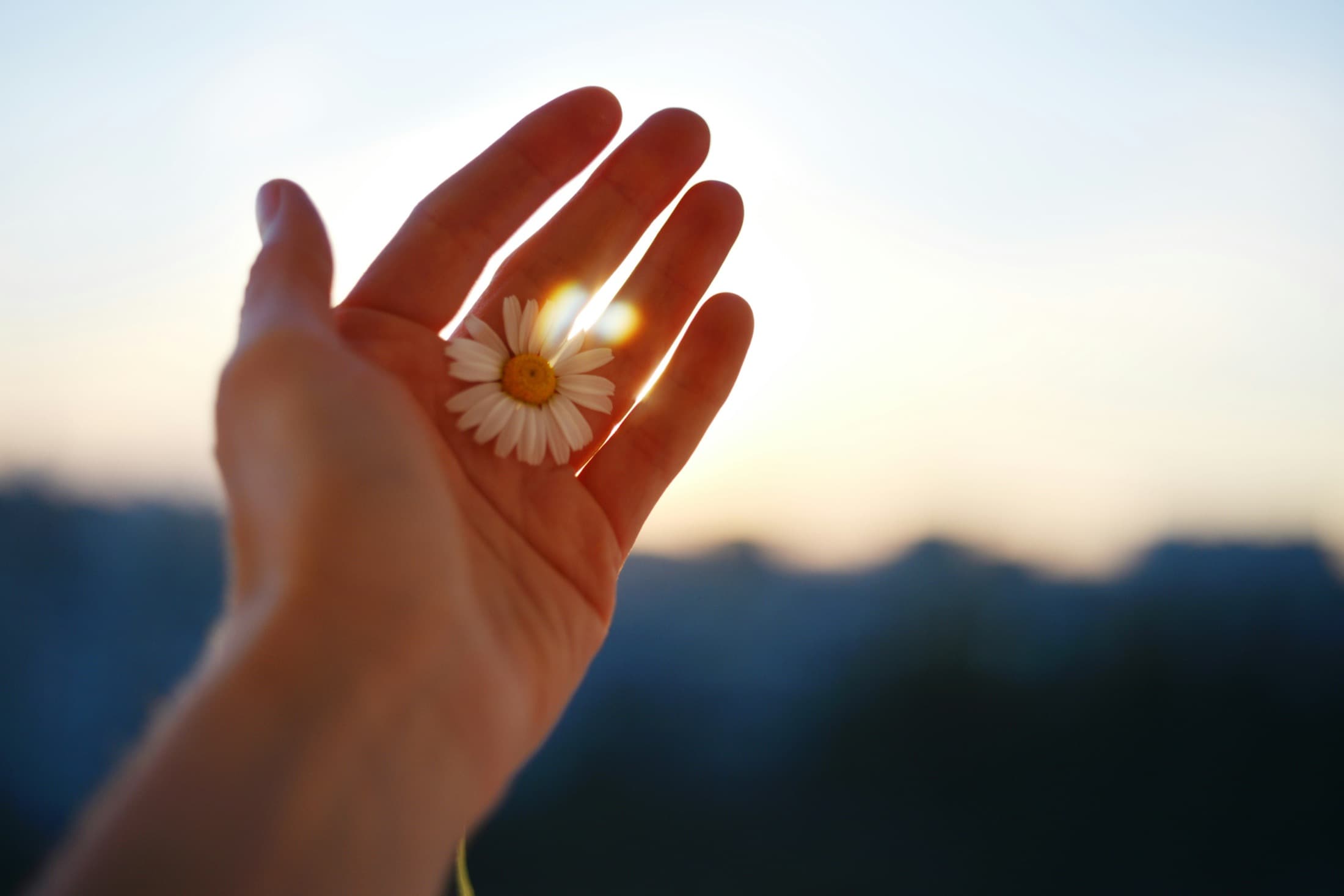 Händer som varsamt håller en blomma